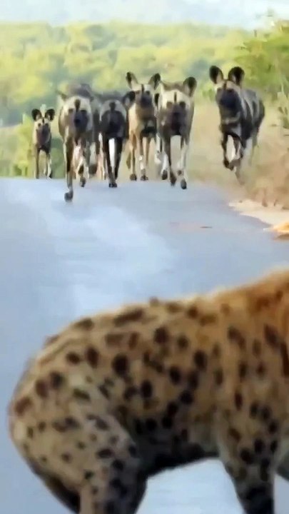 wilddogs vs hyenas ultimate enemies