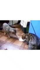 Super funny cats videos compilation shorts