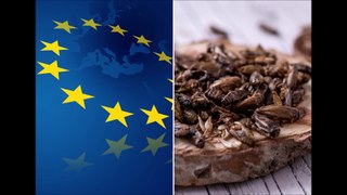 L'UE autorise la mise sur le marché de la poudre d’Acheta domesticus (grillons domestiques)...