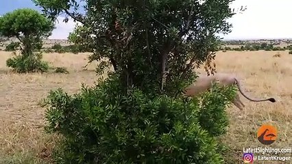 How Not to Wake Up a Lioness!