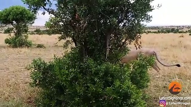 How Not to Wake Up a Lioness!