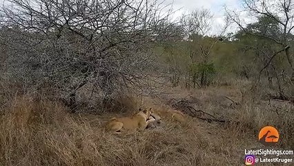Lions Eat Warthog Alive Before Hyenas Try To Take Over