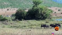 Lions Hunt Pregnant Wildebeest and Pull the Baby Out!