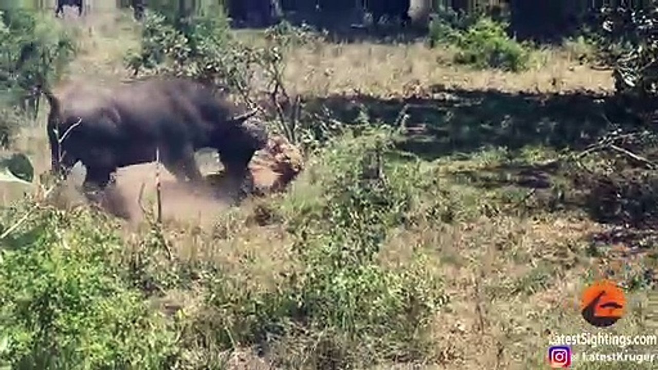 Buffalo Flips a Sleeping Lion!