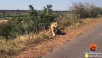 Lioness Rescues Her 6 Cubs After an Elephant Chase