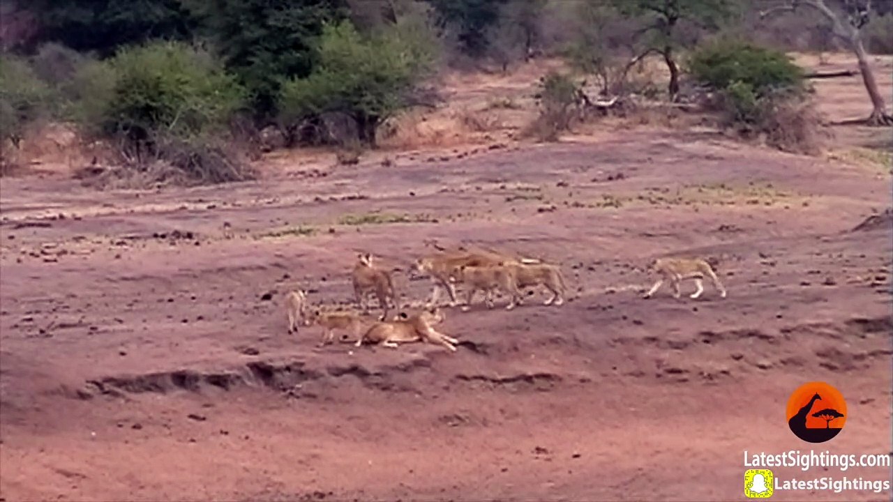 Lions Hunt & Attack Impalas at Waterhole - video Dailymotion