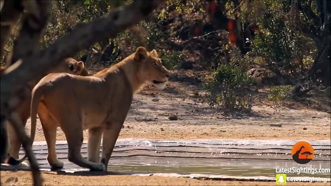Lions Stalk a Leopard Busy Killing an Impala