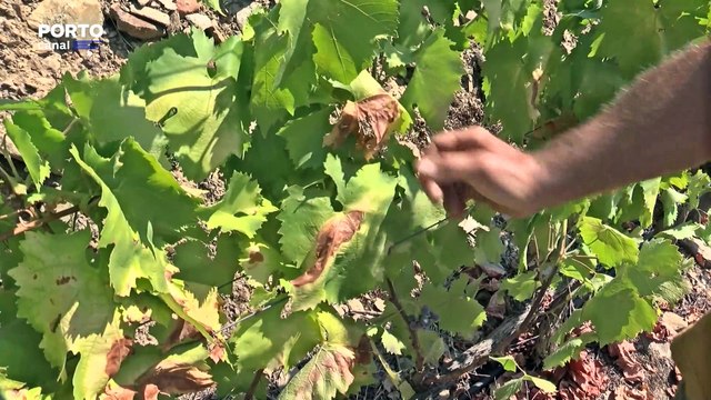 Ministra da Agricultura admite que os apoios aos agricultores ainda não são suficientes