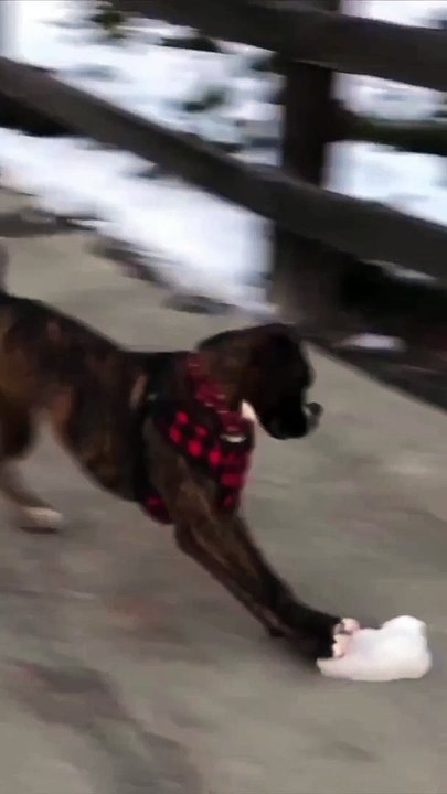 Funny dog videos | cute dogs | Try not to laugh | dog videos Compilation 2023