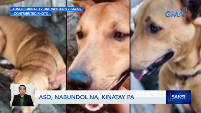 Aso nabundol na, kinatay pa | Saksi