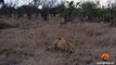 Spotted Hyena Walks Straight Into Male Lion - Latest Wildlife Sightings