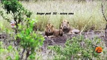 Male Lions Kill Buffalo Mother & Calf - Latest Wildlife Sightings