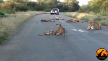 Lion Cub Madness - The Cutest Sighting Ever! - Latest Wildlife Sightings