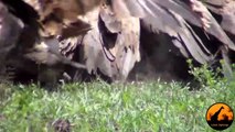 Vultures Chase Eagle off Kill, Leopard Chases Vultures, Lions Watching! - Latest Sightings