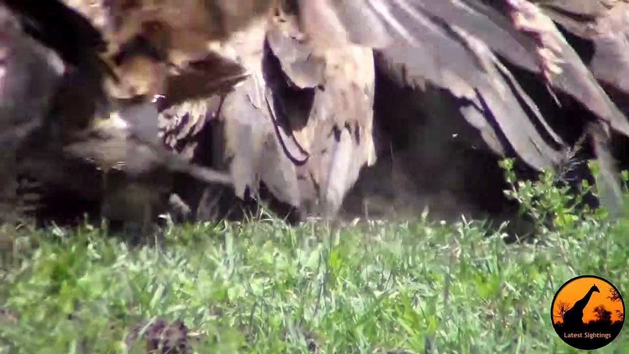 Vultures Chase Eagle off Kill, Leopard Chases Vultures, Lions Watching