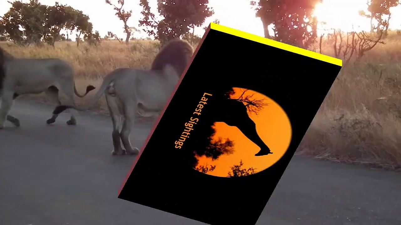 You Don't Mess With An Angry Lioness! - Latest Sightings