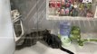 Meet kittens up for adoption at PETstock Bathurst | March 15, 2023 | Western Advocate