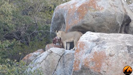 Lioness vs Leopard - Latest Sightings