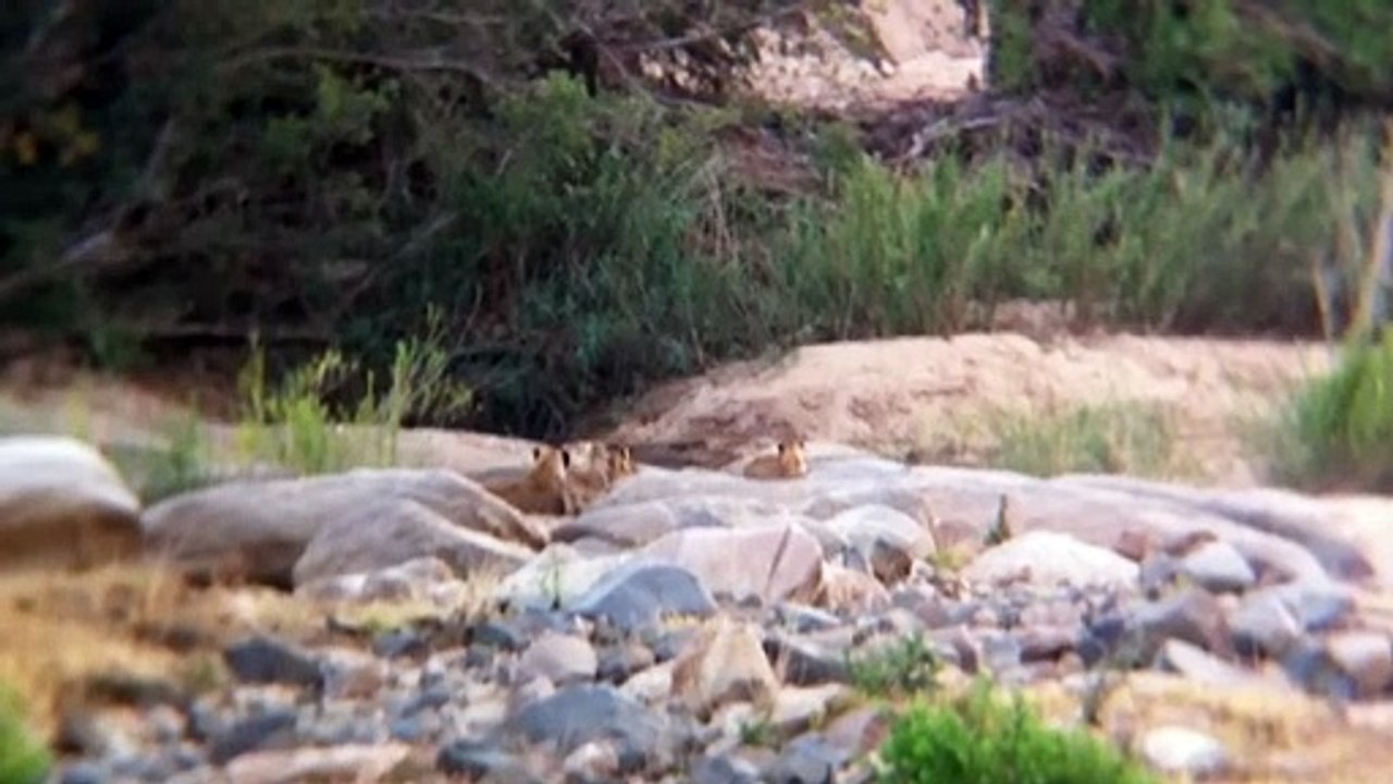 2 Lionesses and 7 Cubs