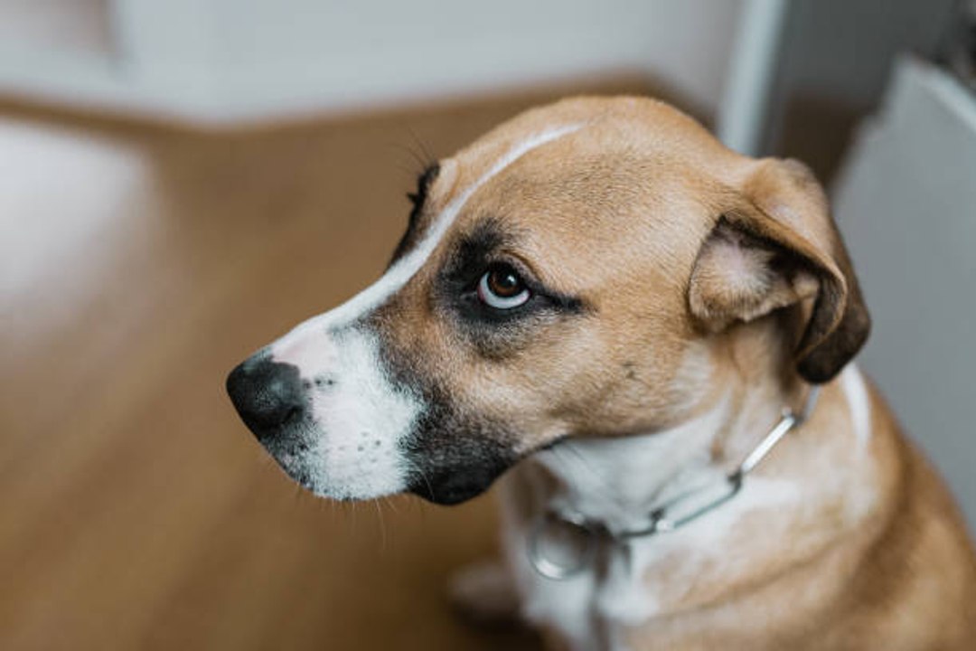 Yelling at Your Dog Can Have Long-Term Negative Effects, Study Shows