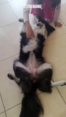 Humana, para que yo te quiera más debes aprender a rascarme el pechito