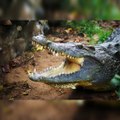 Interesting Facts About crocodile