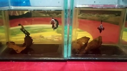 KOLEKSI IKAN CUPANG_IKAN LAGA YG GANAS