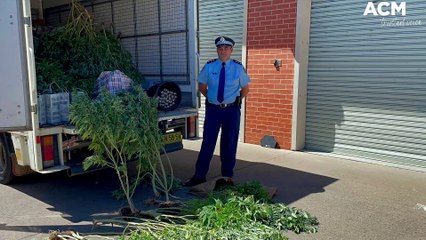 Cannabis plants seized from drug cultivation house | March 16, 2023 | Western Advocate