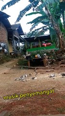 Entok Shinobi | Budidaya Entok yang menguntungkan