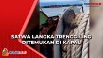 Satwa Langka Trenggiling Ditemukan di Kapal Pengangkut Pupuk di Sampit