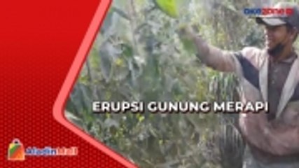 Petani Panen Dini Akibat Awan Panas Guguran Gunung Merapi