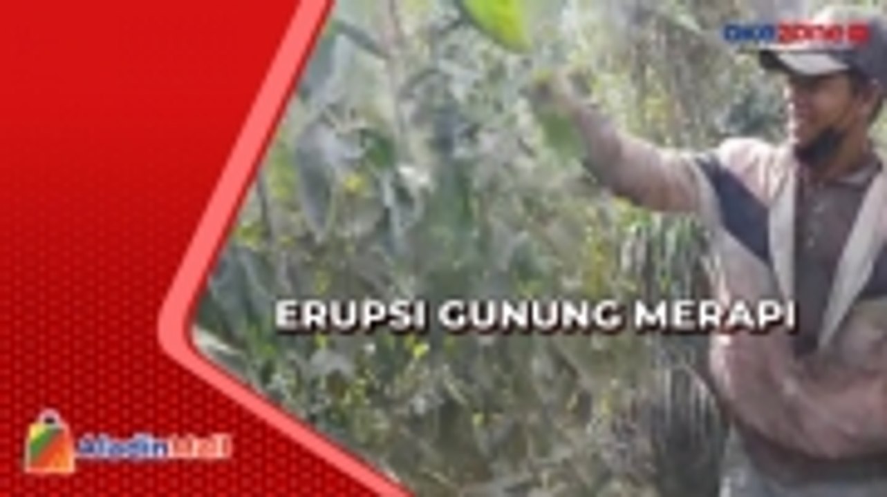 Petani Panen Dini Akibat Awan Panas Guguran Gunung Merapi