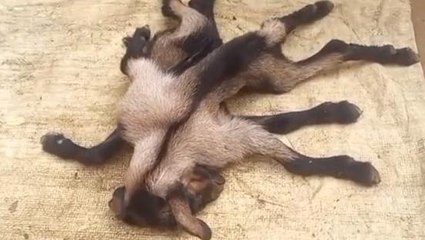 বাঁকুড়াঃ অদ্ভুত দর্শনের ছাগল ছানা,দেখলেই অবাক হবেন