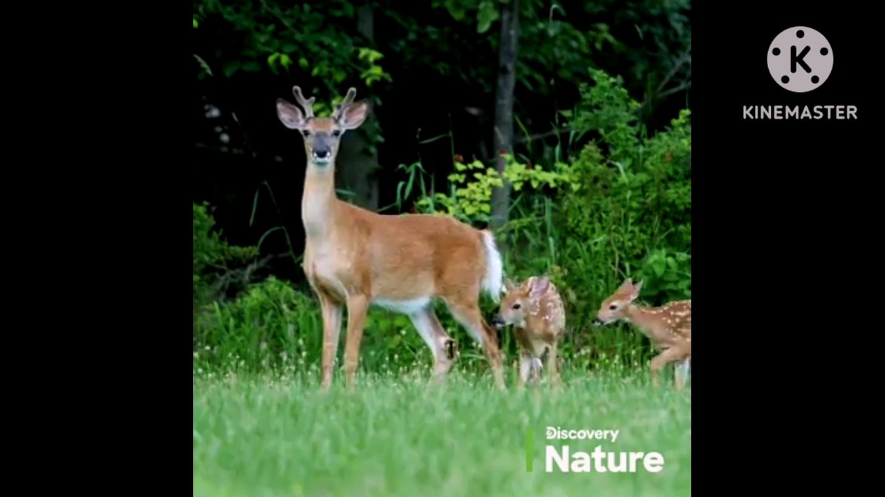 Animals #videos