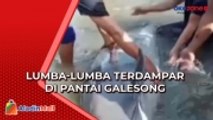 Lumba-Lumba Terdampar di Pantai Galesong Dievakuasi Warga ke Tengah Laut