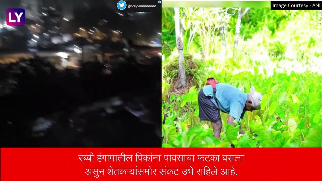 Unseasonal Rain: रब्बी हंगामातील पिकांना पावसाचा फटका, राज्यात विविध ठिकाणी पावसाच्या सरी