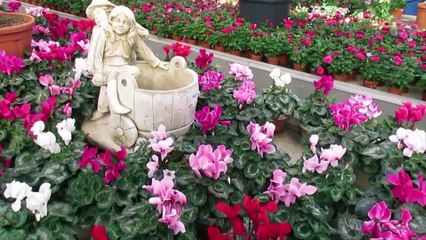 ERIKA LEIVA - Tras el cristal