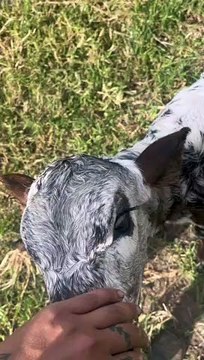 Newborn Calf Follows Woman Around Pasture