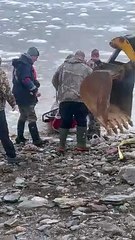 DFO Workers Help Dolphins Stuck in Ice