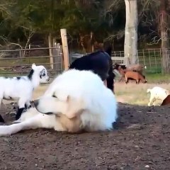 Funny dog paying with other animals
