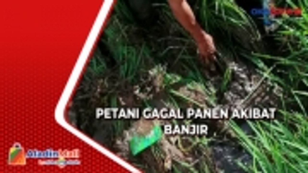 Petani Alami Gagal Panen Akibat Banjir Di Jawa Timur Video Dailymotion