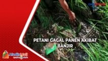 Petani Alami Gagal Panen akibat Banjir di Jawa Timur