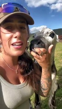 Newborn Calf Follows Woman Around Pasture