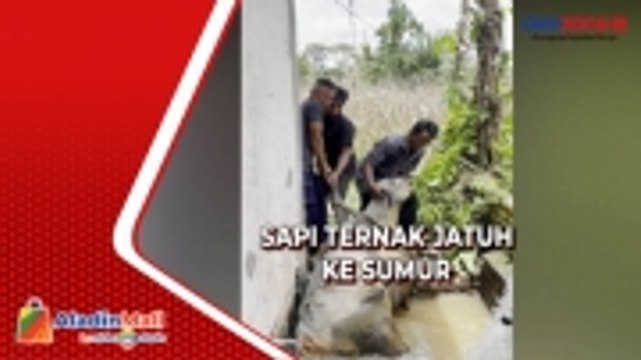 Tertutup Rumput Liar, Sapi Jatuh ke Sumur Sedalam 5 Meter