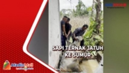 Tertutup Rumput Liar, Sapi Jatuh ke Sumur Sedalam 5 Meter