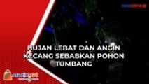 Seorang Warga Tewas di Kendari Akibat Pohon Tumbang Timpa Rumah