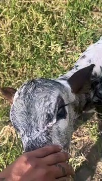 Newborn Calf Follows Woman Around Pasture