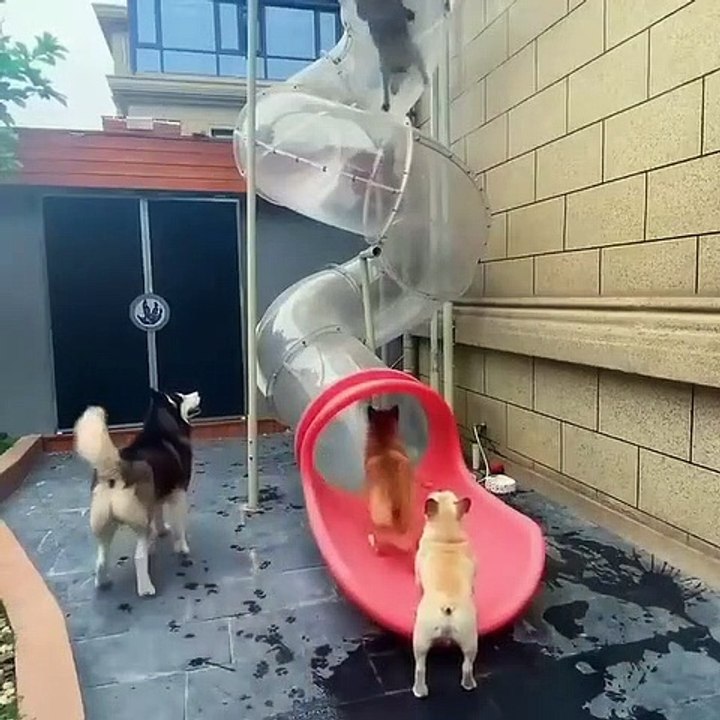 Funny dogs playing together