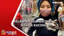 Kucing Diselamatkan Relawan dari Reruntuhan Kebakaran Depo Pertamina Plumpang