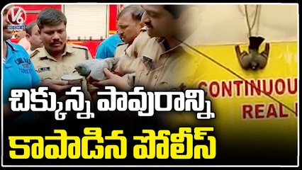 Pigeon Stuck In Hoarding, Saved By Fire Dept Officials _ Hyderabad  | V6 News (3)